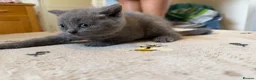 British Shorthair cats for sale: Beautiful British shorthair kittens  - Advert 6
