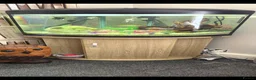 Other/Mixed Breed fish for sale: Full aquarium  - Advert 1