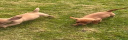 Jackshund dogs for sale: Dachshund X Jack Russell Puppies JACKSHUNDS  in Glasgow - Advert 8