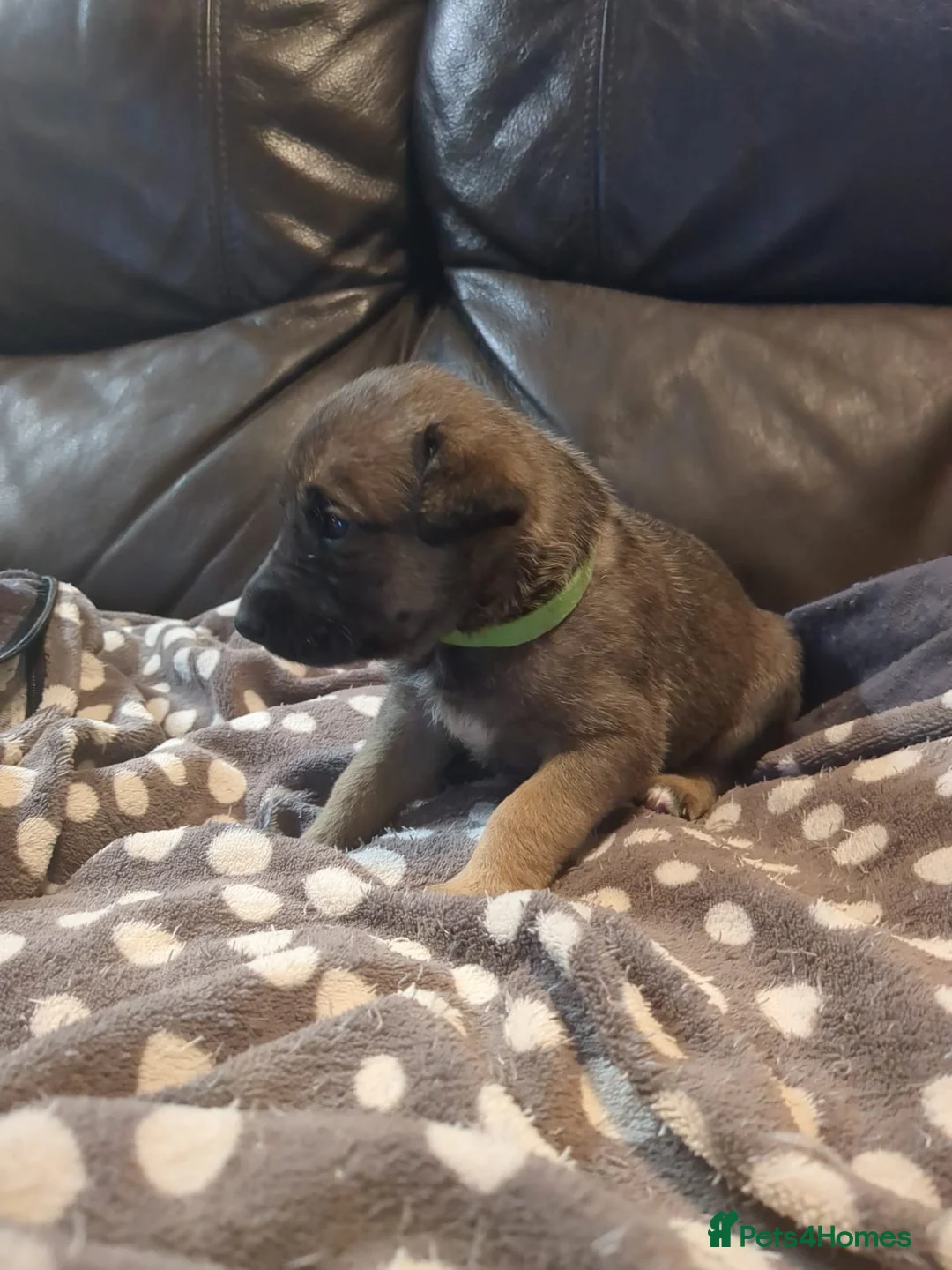 Lurcher dogs for sale: Lurcher pups Bedlington x whippet x greyh x collie - Advert 9