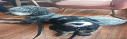 Bernedoodle dogs for sale: Mini Bernedoodle puppies due in 3 weeks - Advert 11