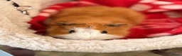 Guinea Pig rodents for sale: BEAUTIFUL BABY GUINEA PIGS, BOYS AND GIRLS - Advert 2