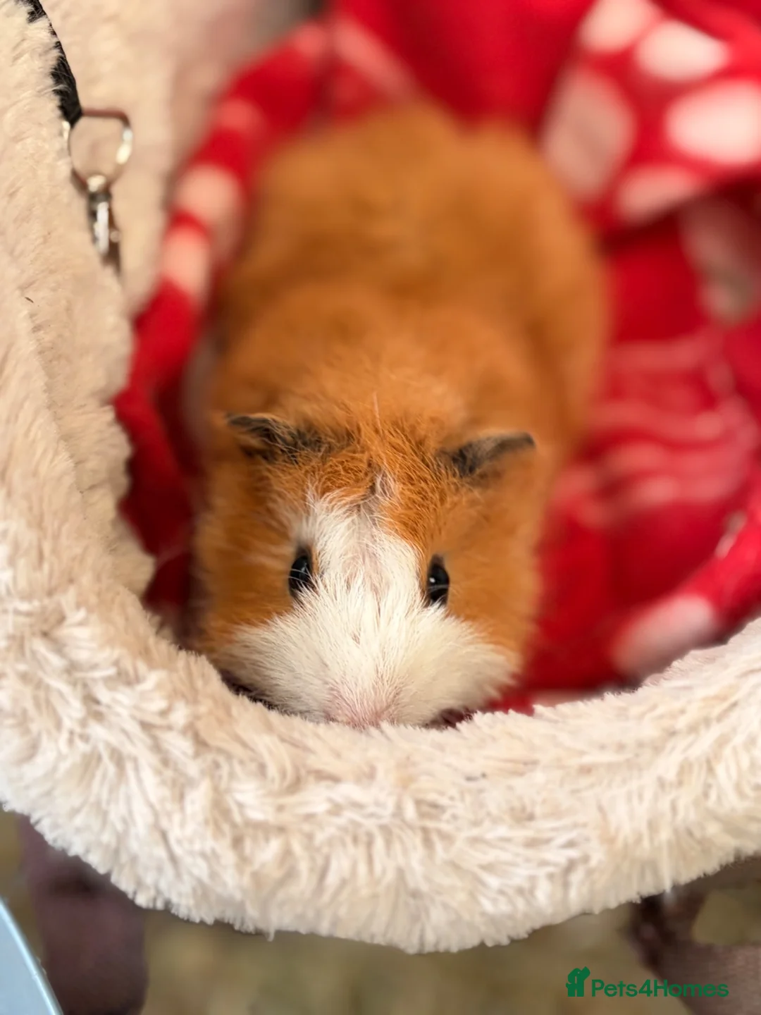 Guinea Pig rodents for sale: BEAUTIFUL BABY GUINEA PIGS, BOYS AND GIRLS - Advert 2