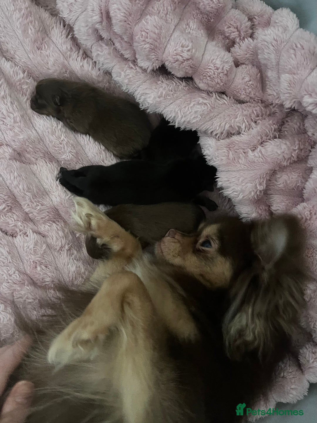 Pomeranian dogs for sale:  **  puppies ♥️ - Advert 3