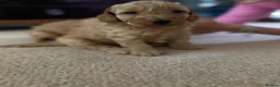 Cockapoo dogs for sale: 🐾 3 Gorgeous Male F1B Apricot Cockapoo Puppies 🐾 in Bournemouth - Advert 11