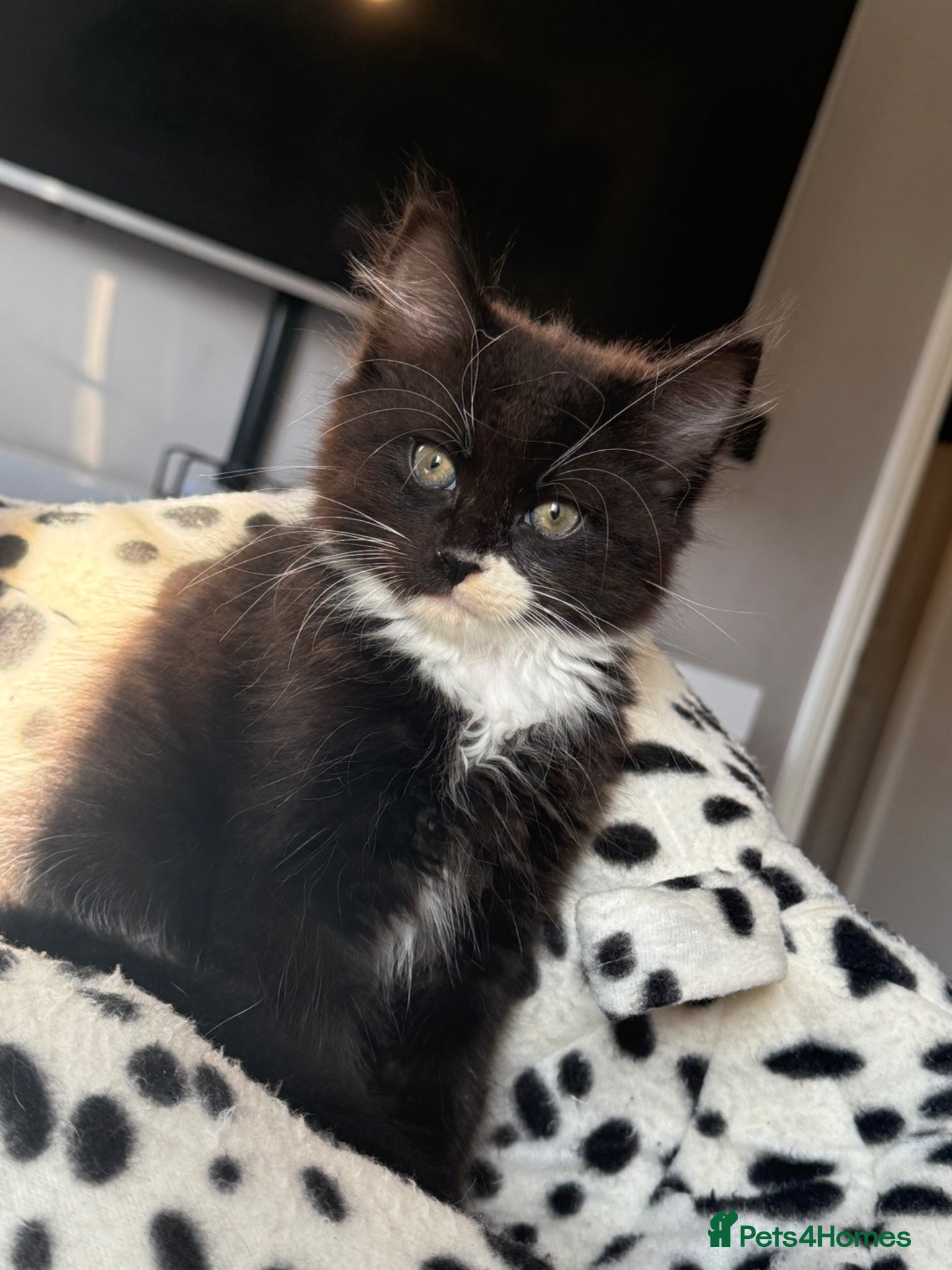 Domestic Shorthair cats Black and White Kitten - Advert 11