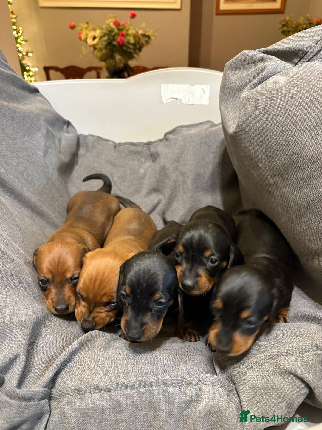 Dachshund dogs for sale: Miniature/standard dachshund puppies - Advert 3