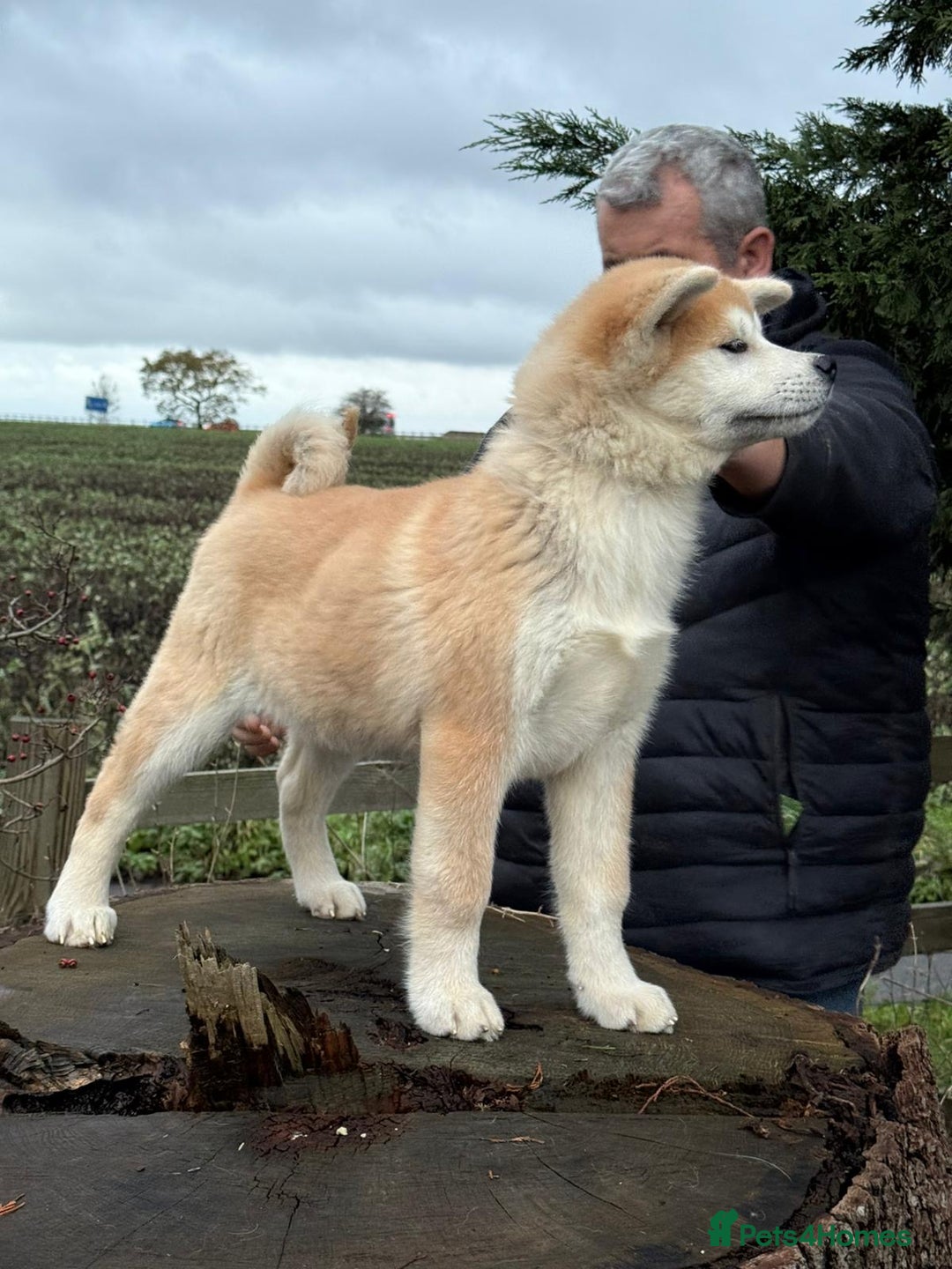 Japanese Akita Inu dogs for sale: Japanese Akita Puppy 10 Weeks Old - Advert 6