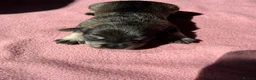 Miniature Schnauzer dogs for sale: KC Registered Miniature Schnauzer Puppies - Advert 8
