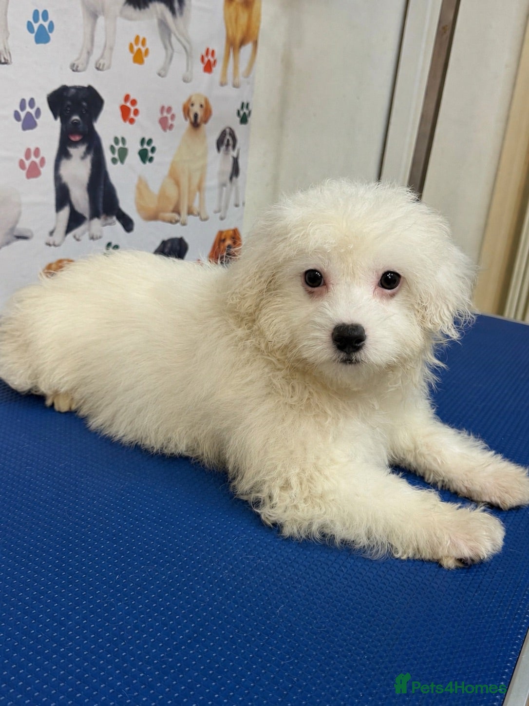 Maltipoo dogs 🩵🩷 Stunning Maltipoo Puppies 🩷🩵 - Advert 2