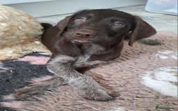 Mixed Breed dogs for sale: Poodle/pointer pups in Cumnock - Image 1