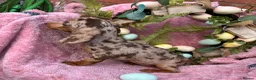 Miniature Dachshund dogs for sale: Miniature dachshund pups long hair & smooth hair  - Advert 9
