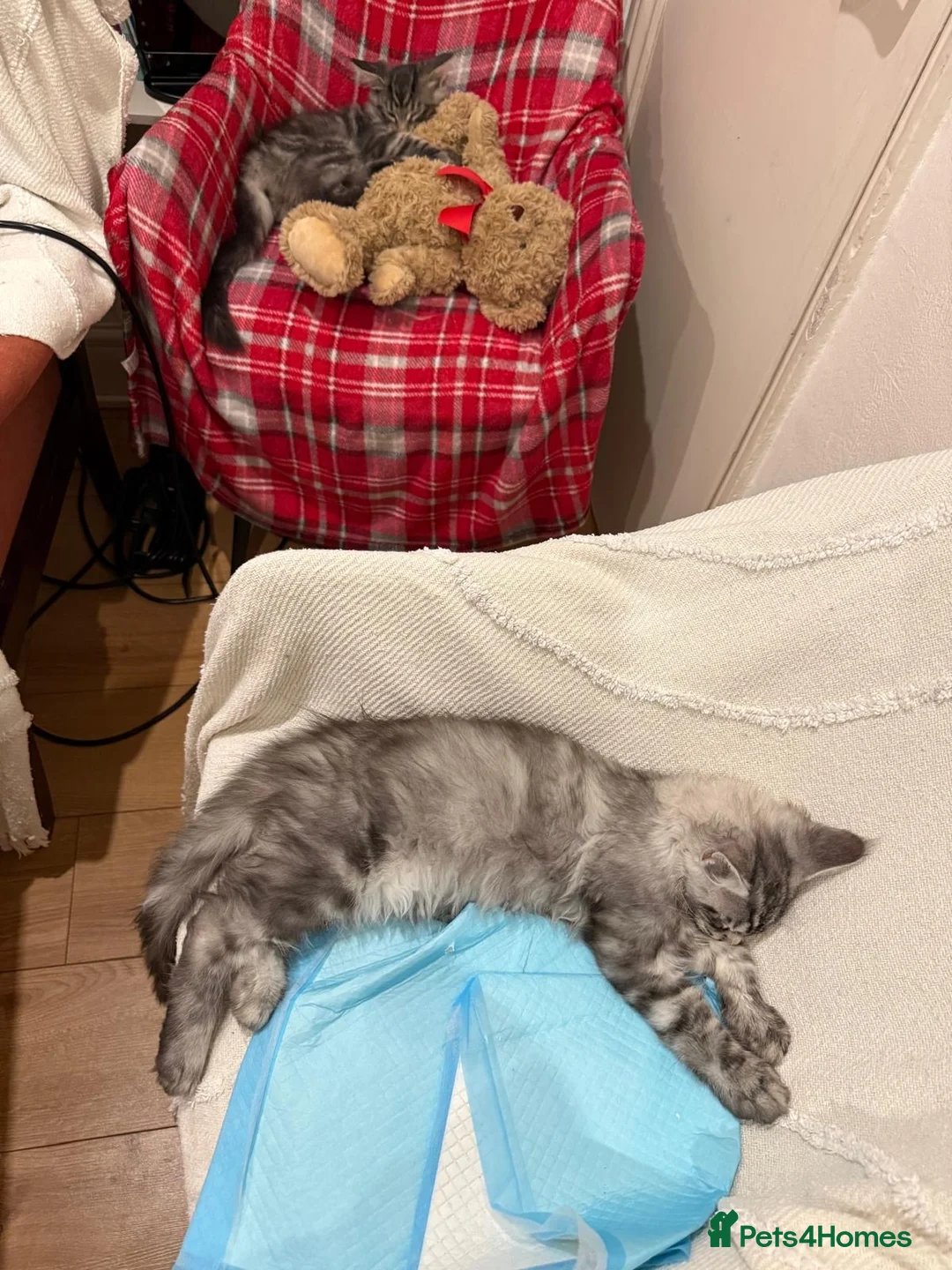 Maine Coon cats for sale: Maine Coon kittens  - Advert 8