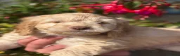 Cockapoo dogs for sale: Ready Now F1 Cockapoos - Advert 5