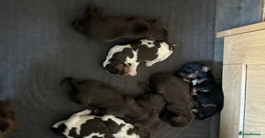 Cocker Spaniel dogs - Advert 1