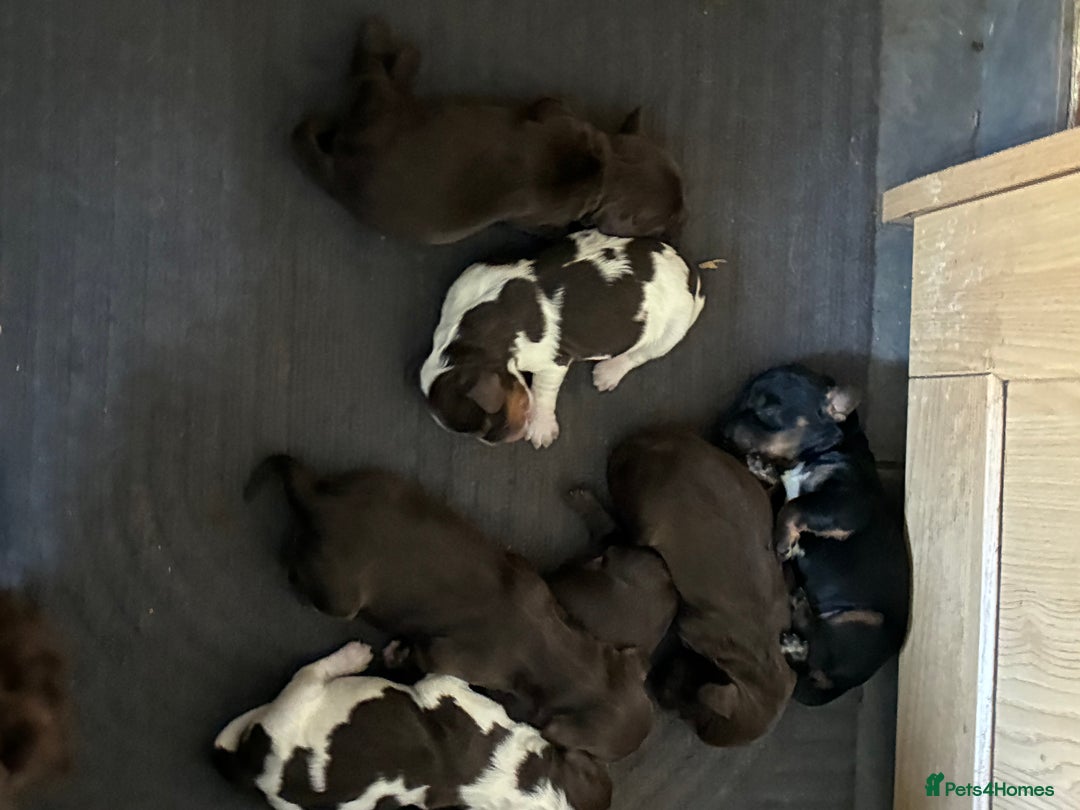Cocker Spaniel dogs for sale: Beautiful, family cocker spaniels available - Image 3
