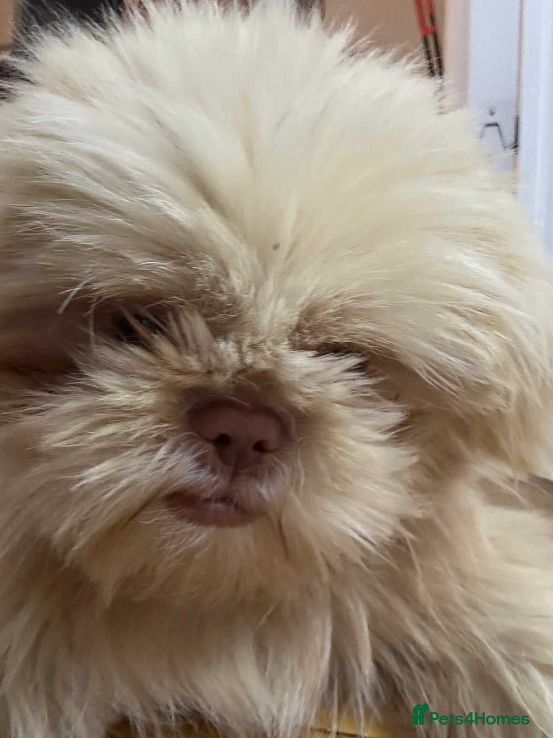 Shih Tzu dogs for sale: Shih Tzu Puppy “Joe”  - Advert 2