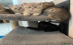 British Shorthair cats for sale: Fabulous, playful and healthy BSH kittens, rare - Image 4