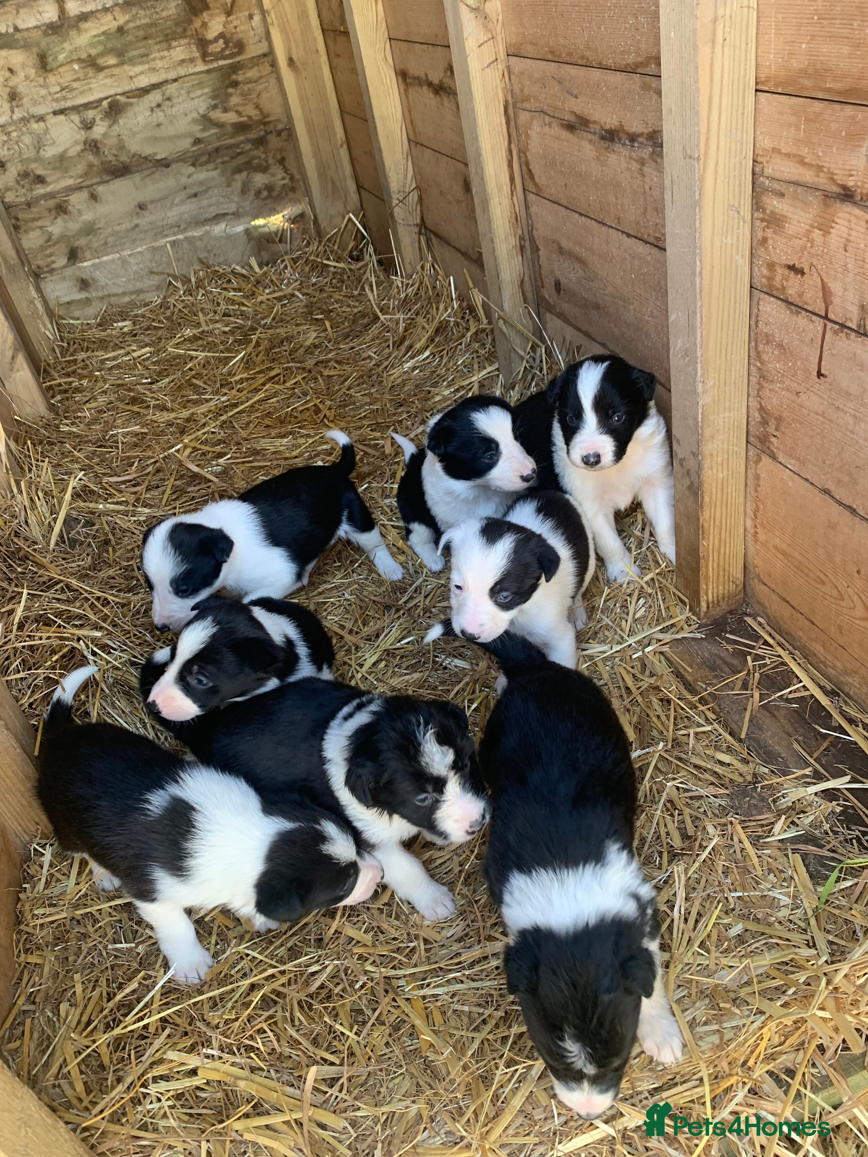 Border Collie dogs Beautiful Border Collie puppies  - Advert 2