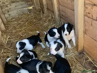 Border Collie dogs Beautiful Border Collie puppies - Advert 2