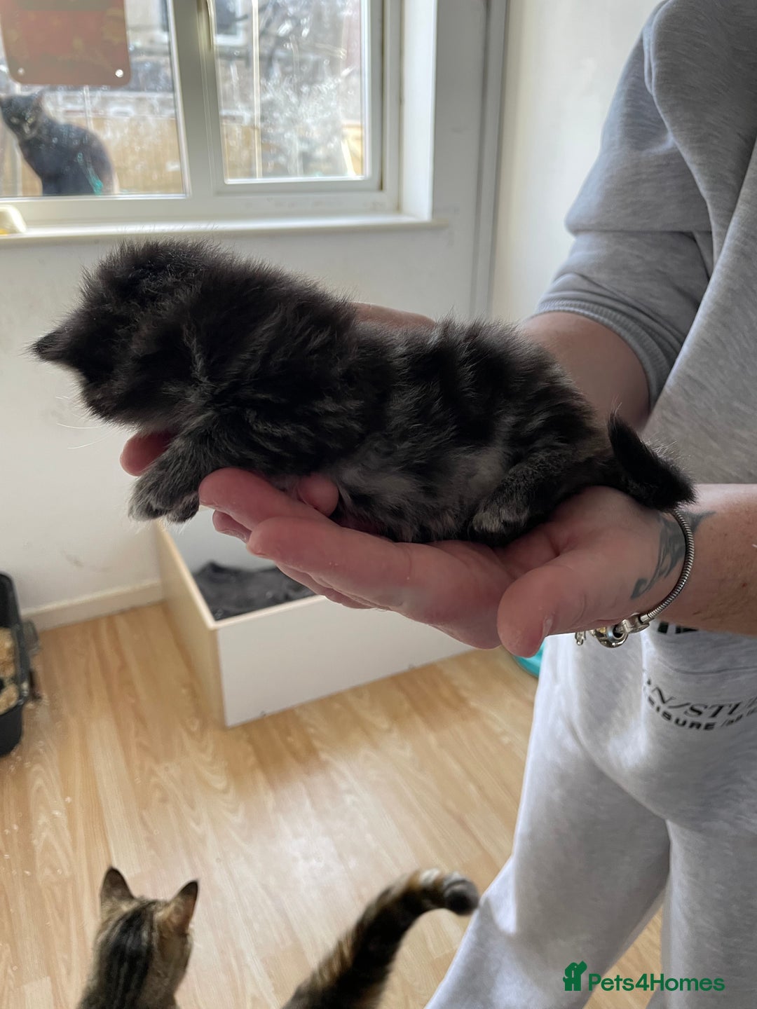 Mixed Breed cats for sale: Two separate litters  - Advert 11