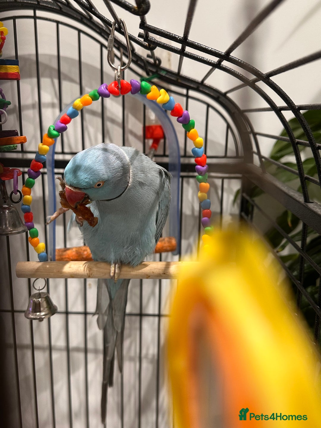 Ringnecks birds for sale: Indian Ringneck Parrot  - Advert 8