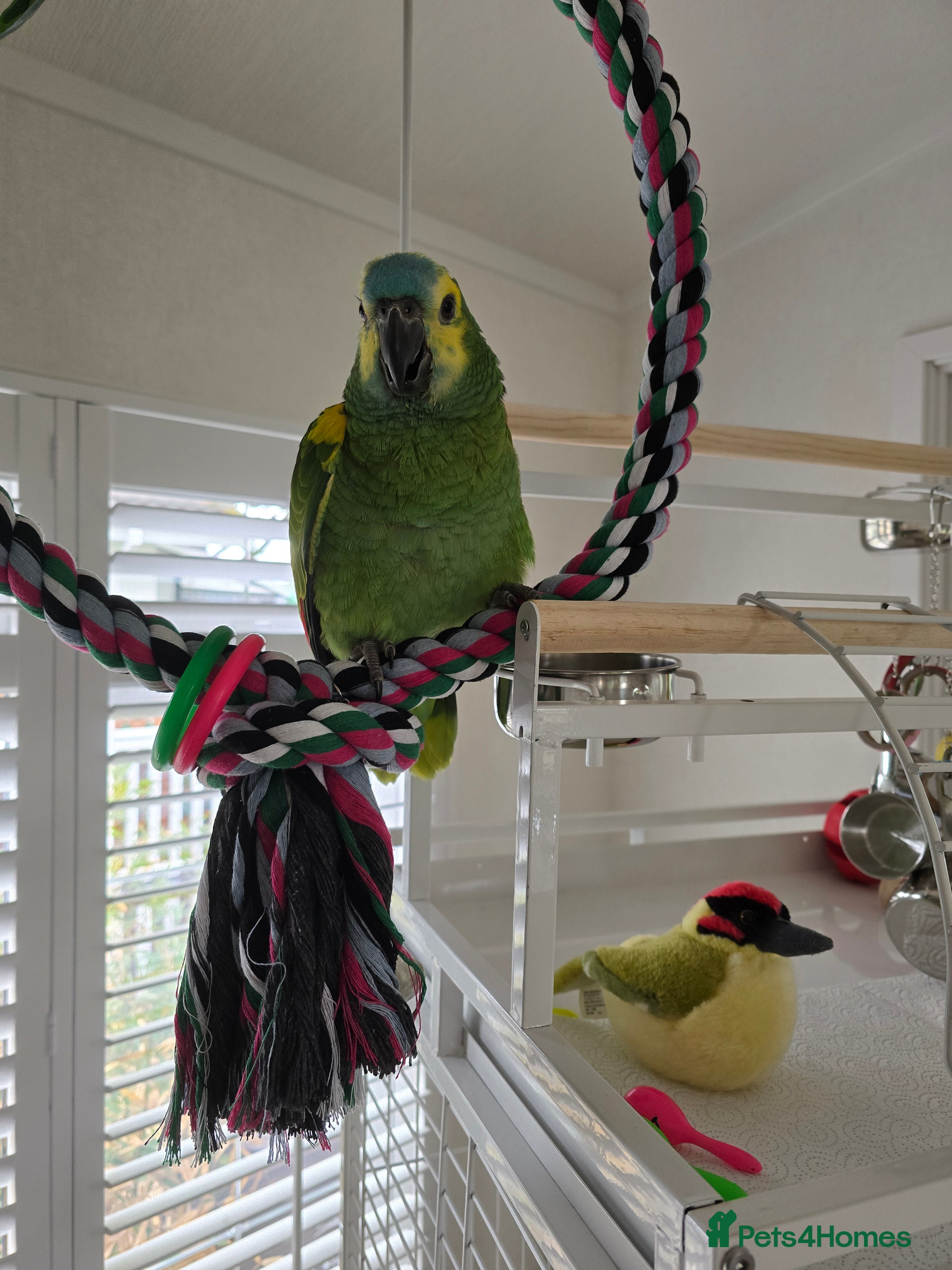 Parrots birds Blue Fronted Amazon  - Advert 1