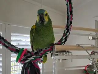 Parrots birds Blue Fronted Amazon - Advert 1