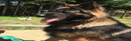 German Shepherd dogs for sale: Quality Longcoat Pups With Health tested Parents  - Advert 28