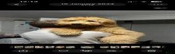 Goldendoodle dogs for sale: Beautiful Medium size Goldendoodle in London - Advert 12