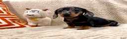 Miniature Dachshund dogs for sale: Miniature Dachshund (Smooth Haired) - Advert 4
