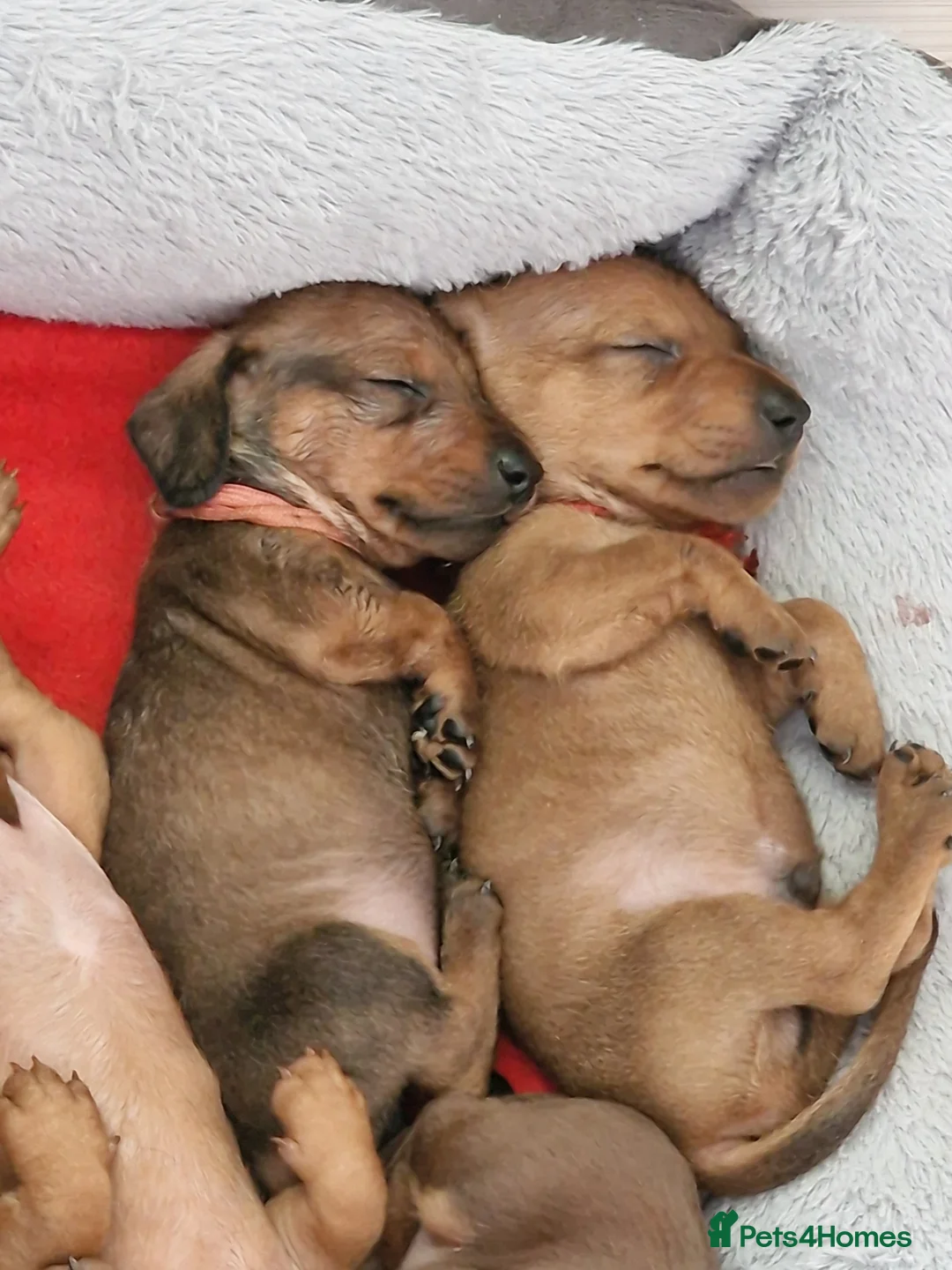 Miniature Dachshund dogs for sale: Stunning litter of Red miniature dachshunds - Advert 20