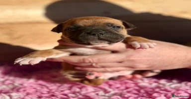 Staffordshire Bull Terrier dogs 7 Red Staffordshire Bull Terrier pups  - Advert 11