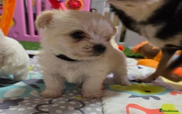 Mixed Breed dogs for sale: F1 Malchi puppys from health tested parents  - Image 14