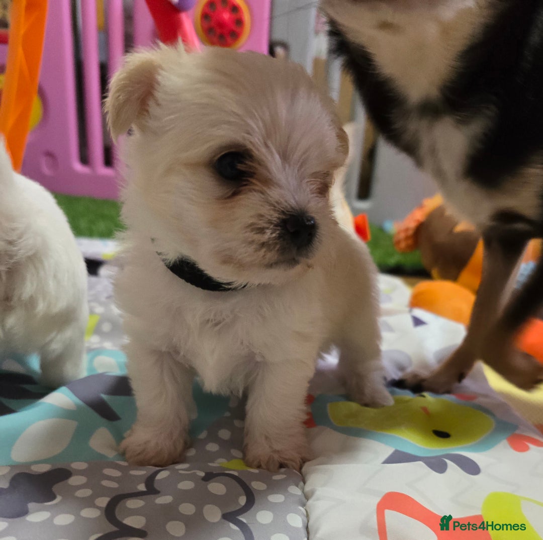 Mixed Breed dogs for sale: F1 Malchi puppys from health tested parents  - Image 14