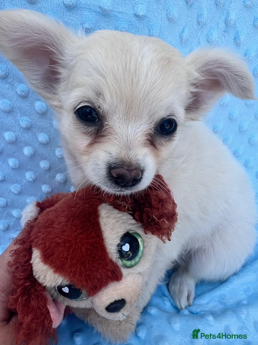 Chihuahua dogs for sale: Chihuahua puppies - Advert 2