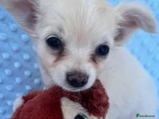 Chihuahua dogs Chihuahua puppies - Advert 8