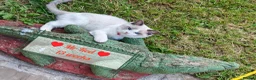 Ragdoll cats for sale: 3 pure ragdoll kittens remaining. Update 8/7/26 - Advert 2