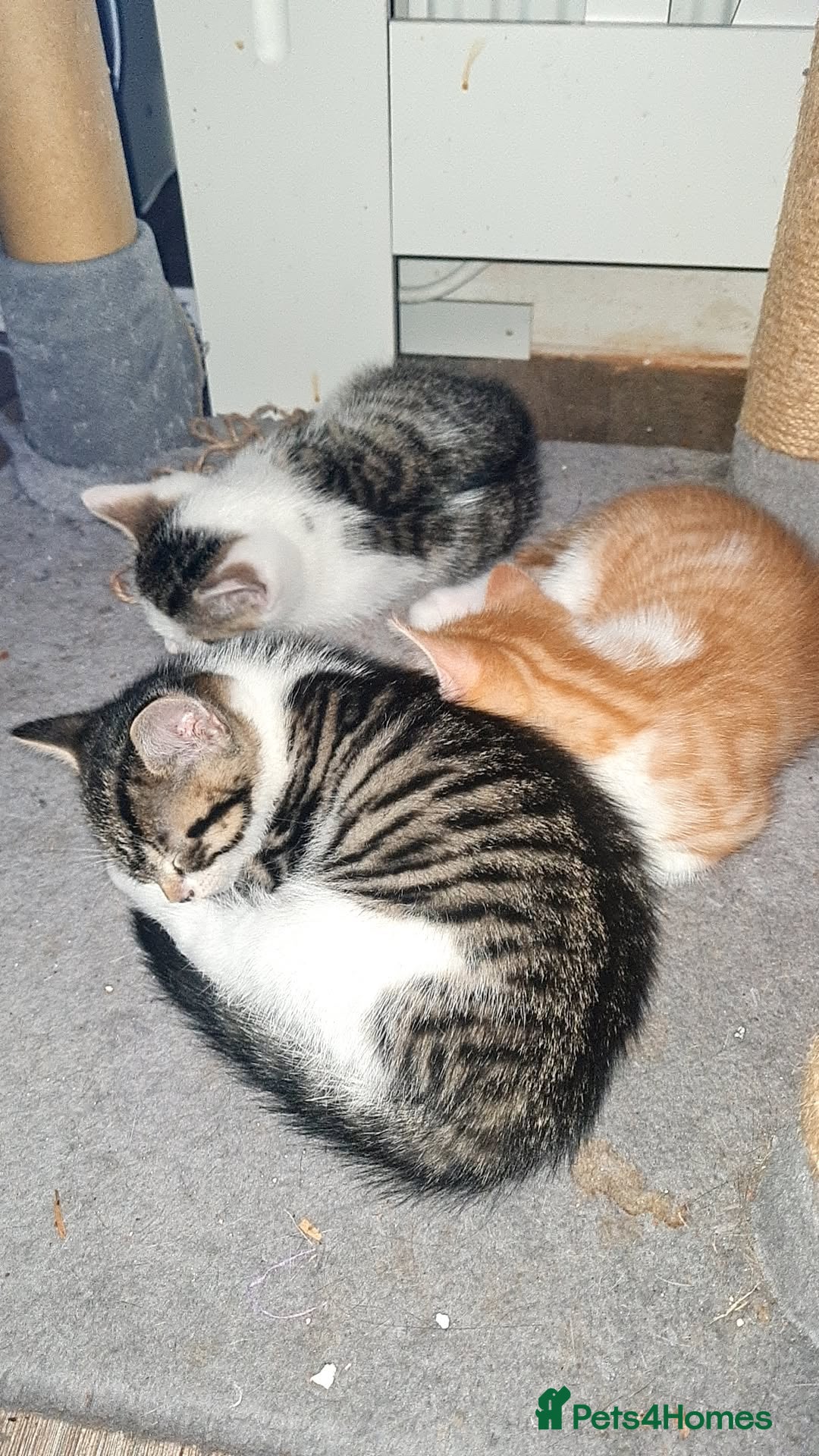 Mixed Breed cats for sale: 10 beautiful kittens - Image 6