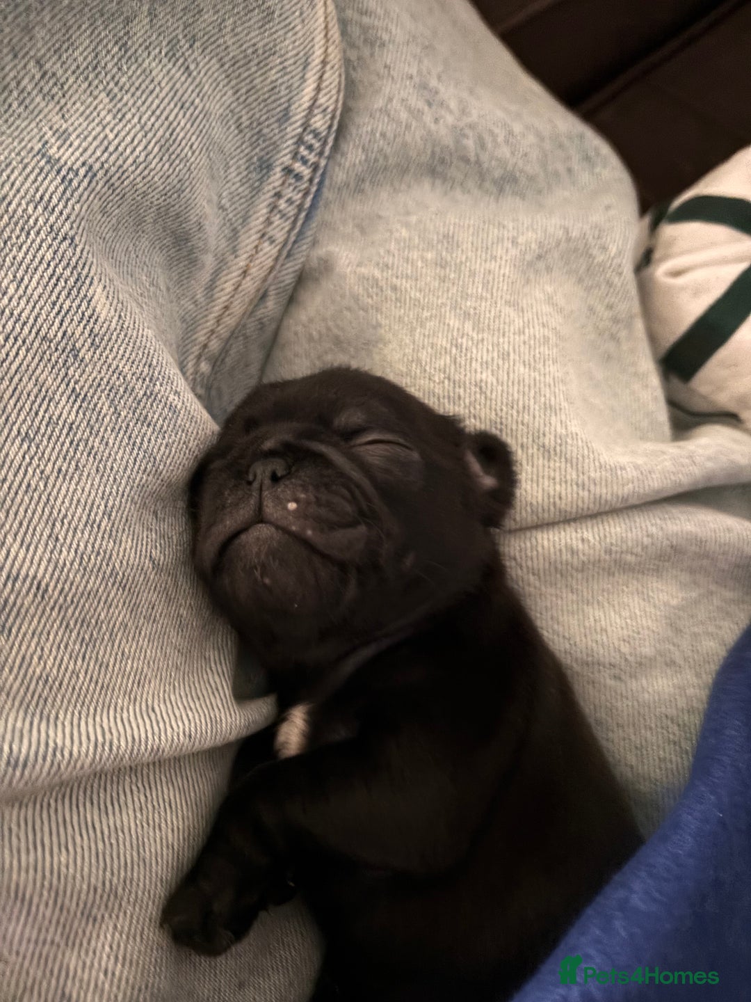 Pug dogs for sale: Puppies - Image 22