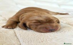 Cocker Spaniel dogs for sale: KC Reg Fully Health Tested Showline Cocker Spaniel - Image 6