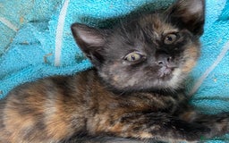 British Shorthair cats for sale: Beautiful Shorthair kittens - Image 9