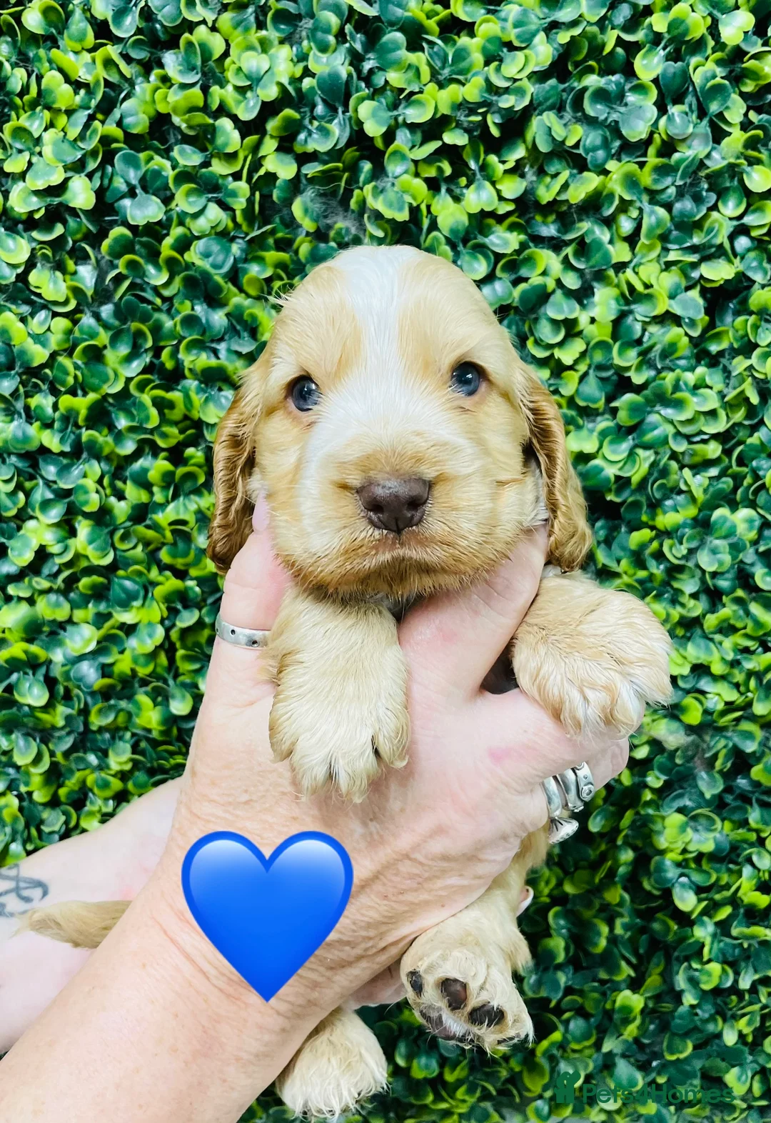 Cocker Spaniel dogs for stud: 🧡🧡 KC REG Stud Orange Roan Show Cocker Spaniel in Northallerton - Advert 31