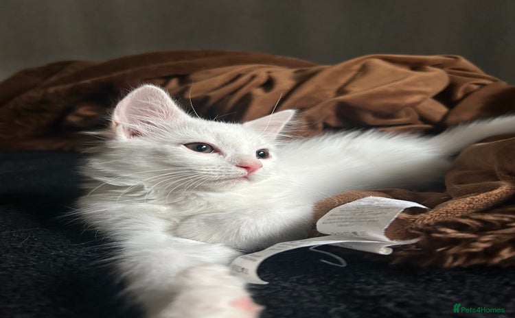 Ragdoll cats - Advert 4