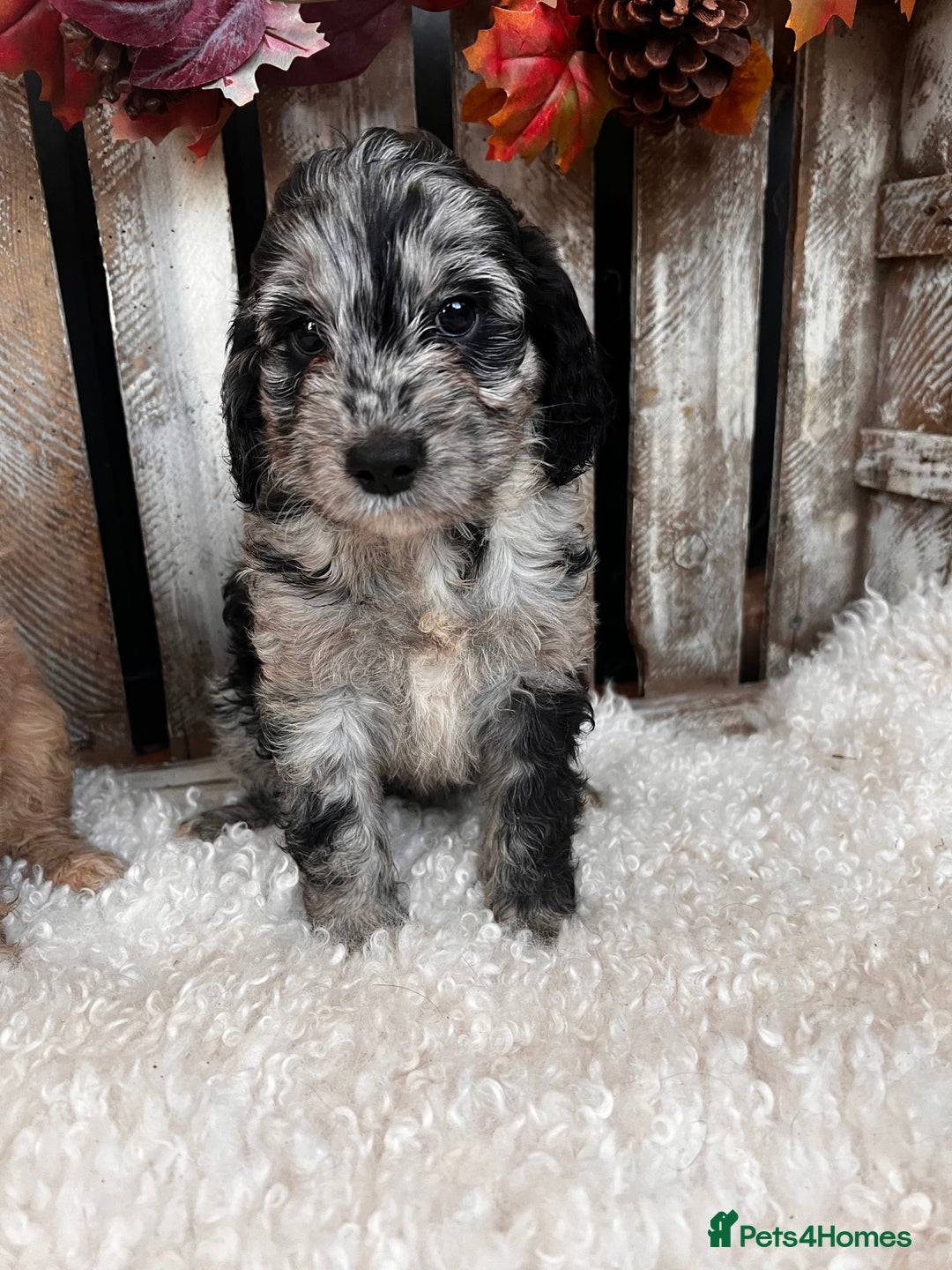Cockapoo dogs for sale: Quality Cockapoo Puppies Blue Merle / Golden  - Advert 3