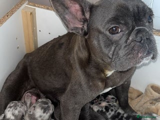 French Bulldog dogs French bulldog puppies - Advert 1