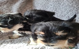 Miniature Schnauzer dogs for sale: Miniature Schnauzer beauties - Image 15