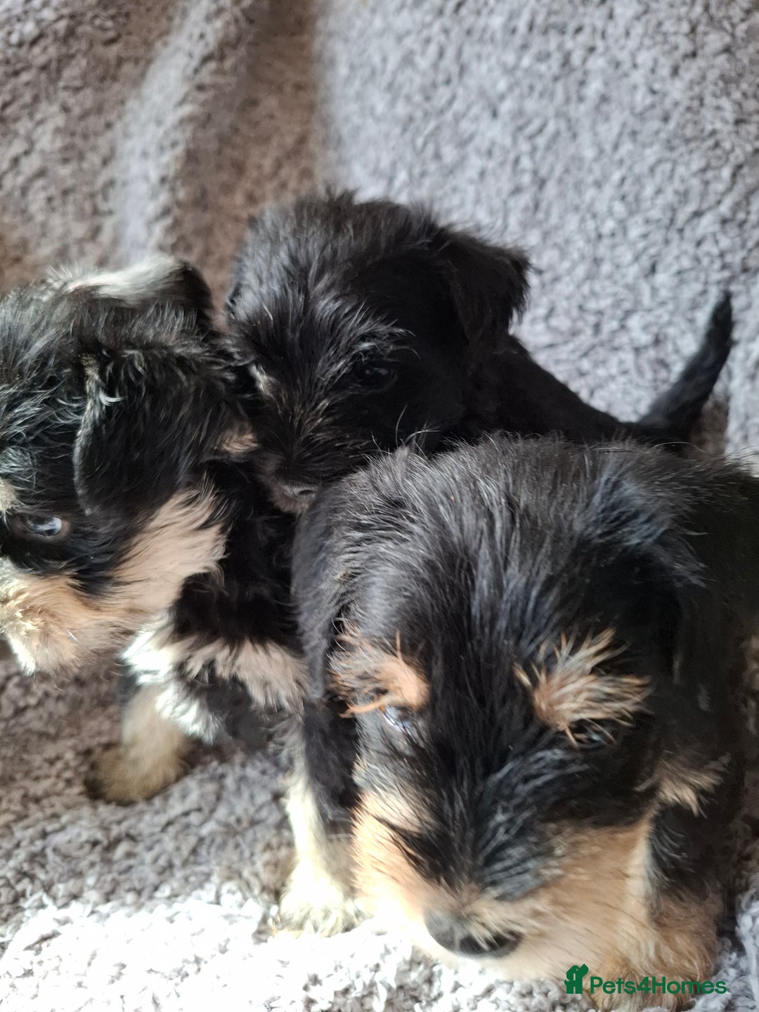 Miniature Schnauzer dogs for sale: Miniature Schnauzer beauties - Image 15