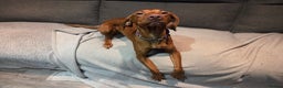 Hungarian Vizsla dogs for sale: 2 year old Hungarian vizla  - Advert 4