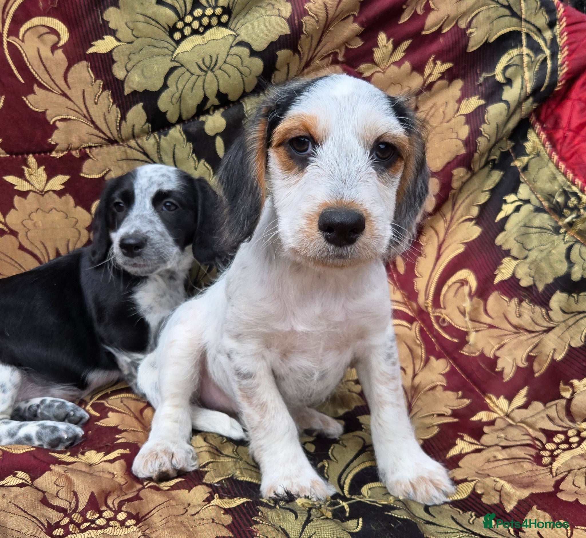 Cocker Spaniel dogs Beautiful Cocker spaniel pups ready to go. - Advert 1